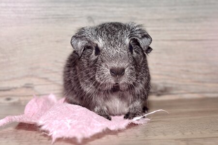 Black and white agouti silver nager