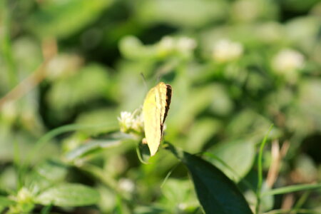 Butterfly Garden photo