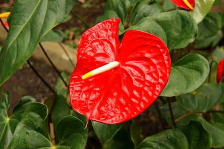 Red flamingo flower anthurium