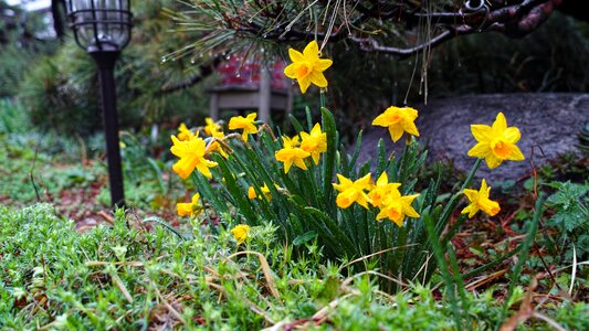 yellow Daffodils in the garden photo