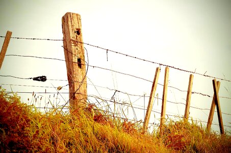 Barbed Wire fence grass photo