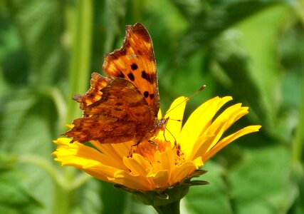 Edelfalter patch butterflies insect photo