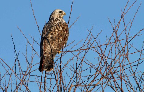 Falcon rough tree