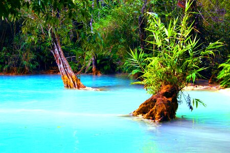 Forest wilderness pond