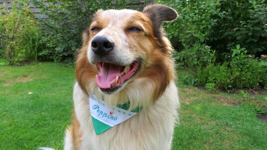 Border collie mix portrait dog photo