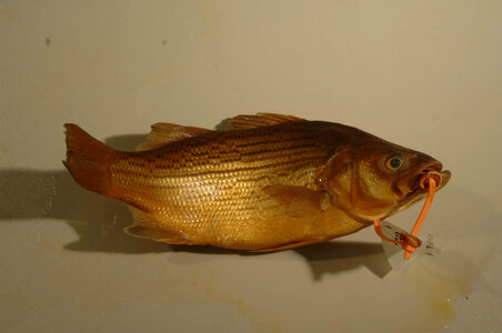 Morone chrysops x saxatilis-5