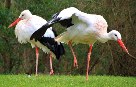 Rattle stork white stork nature