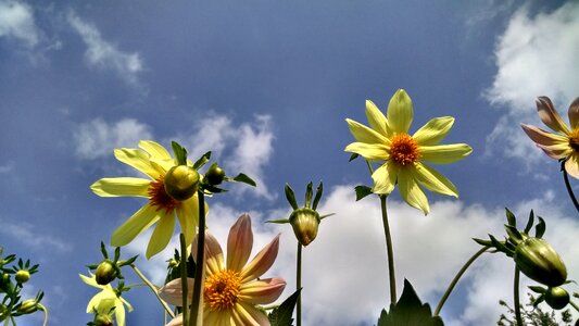 Summer petals flora
