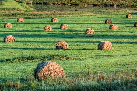 Cattle feed farm agriculture