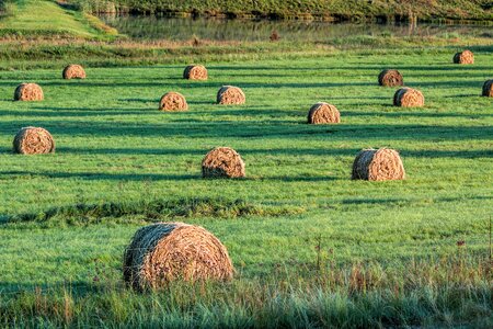 Cattle feed farm agriculture photo