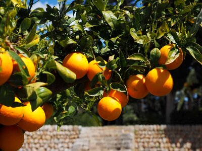 Agriculture biology citrus