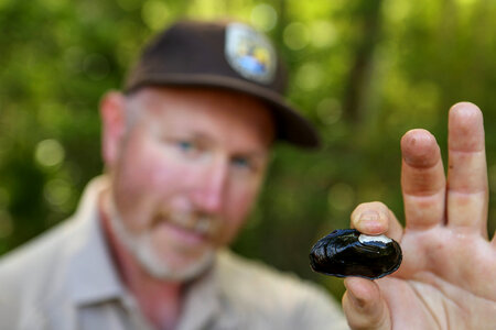 Biologist holds freshwater mussel