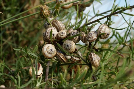 Snails shell group