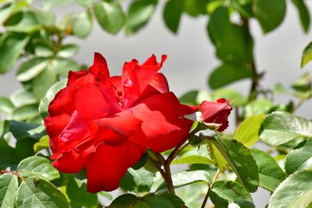 Red roses blossom