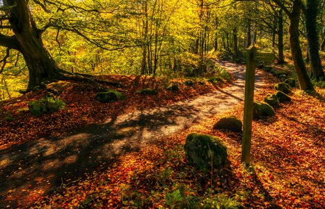 Autumn autumn season branch