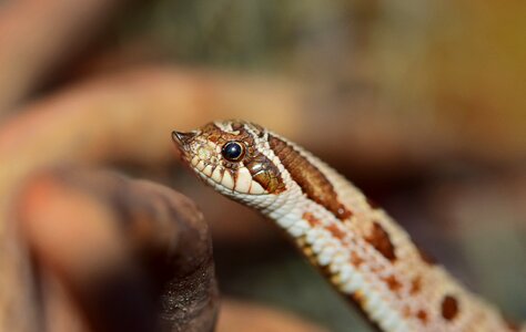 North america mexico viper-like