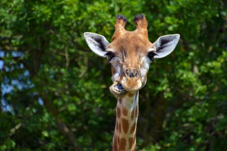 Animal fauna giraffe