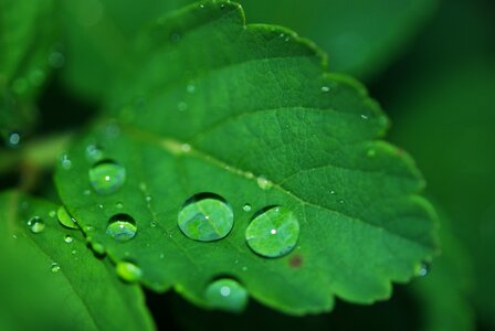 Dew drops nature photo