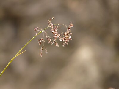 Dewdrop nature drip