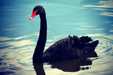 Nature animals lake