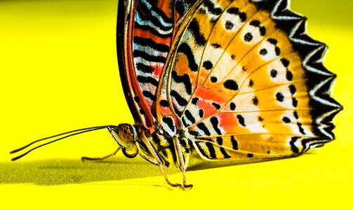 Butterfly insect Free photos