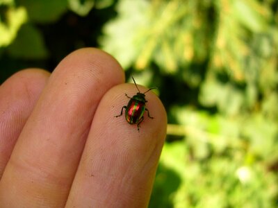 Leaf beetle chrysomelidae colorful
