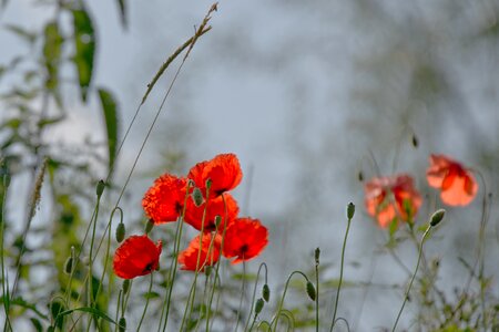Meadow field of poppies klatschmohn photo