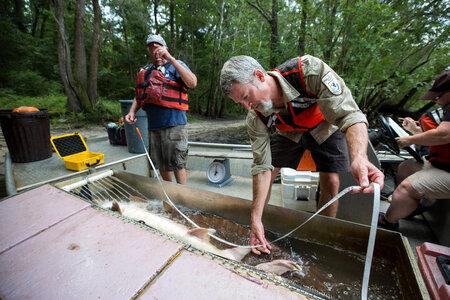 Biologist with gulf sturgeon on the Choctawhatchee River-5 photo