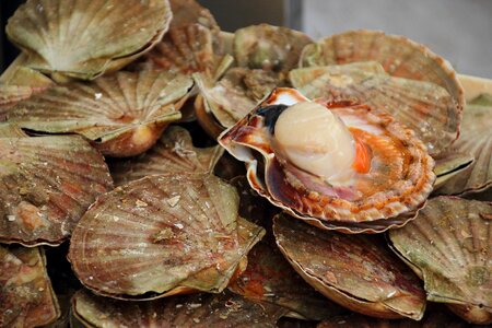 Seafood mediterranean cuisine shopping photo