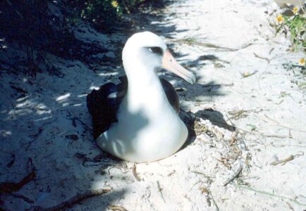 Albatross bird nest photo