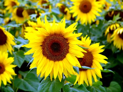 Flora summer yellow
