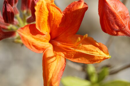 Orange bud spring photo