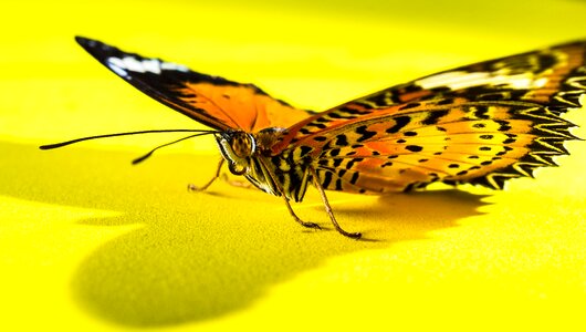 Butterfly insect Free photos