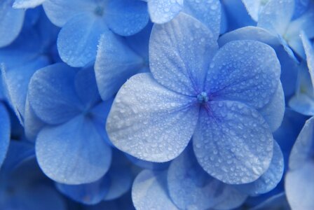 Madagascar blue flowers purple flowers