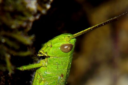 Animal arthropod bug photo