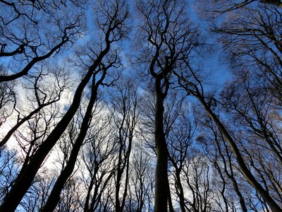 Landscape rügen trees