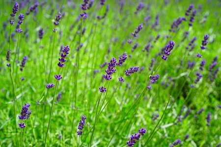 Agriculture beautiful flowers blooming photo