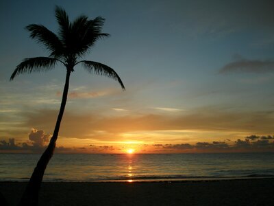 Sunrise sea palm photo