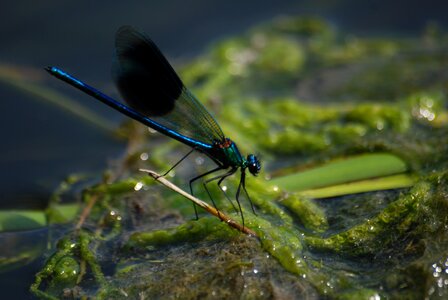 Calopteryx splendens insect macro