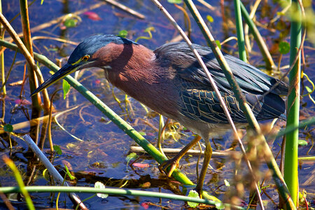 Green Heron photo