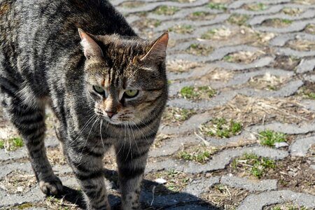 Tabby Cat pet domestic cat photo