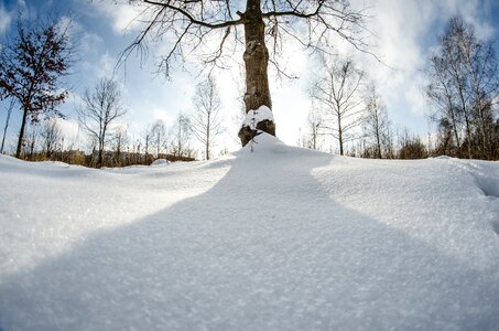 Tree nature birch photo