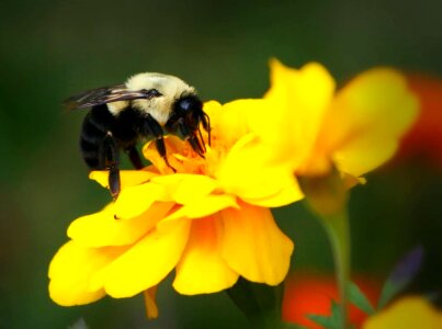 Animal arthropod beautiful flowers