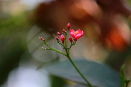 Budding Flower Closeup
