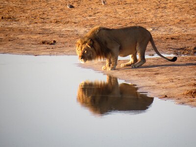 Animal lion wild photo