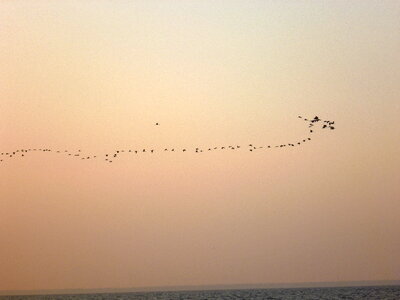 Birds Flying