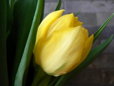 Tulip yellow 