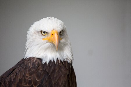 Wild raptor bald