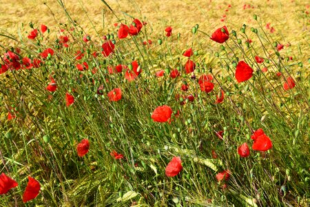 Agriculture beautiful flowers bloom