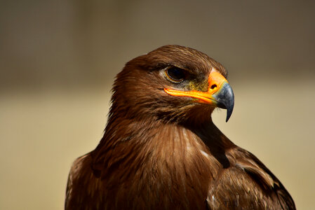 Eagle head detail photo
